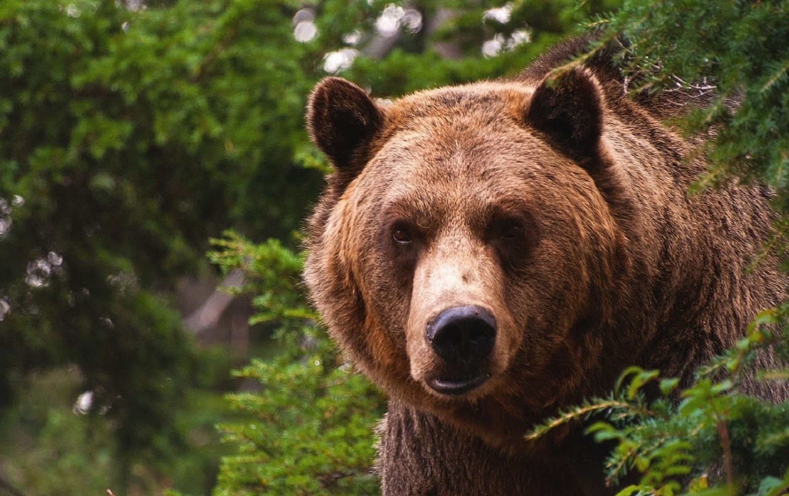 Русский Медведь Русский Медведь