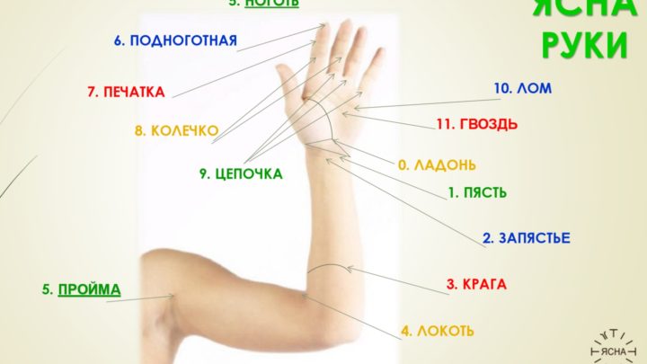 Ясна руки