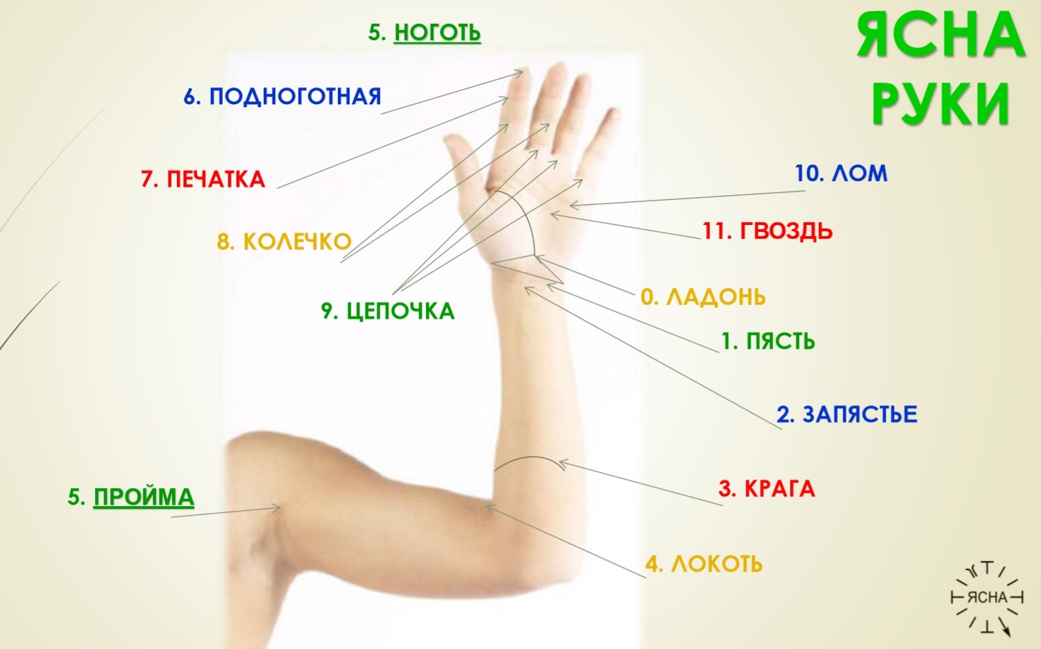 Ясна руки
