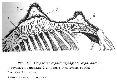 Верблюд