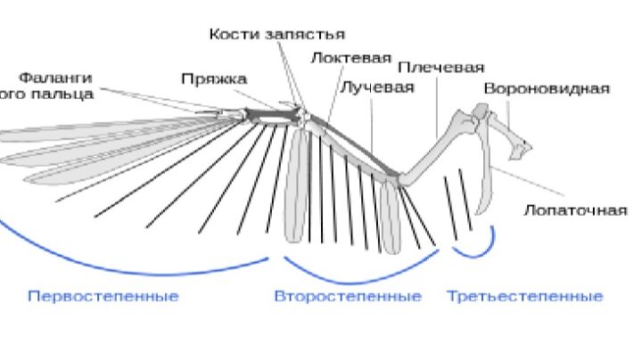 О движении