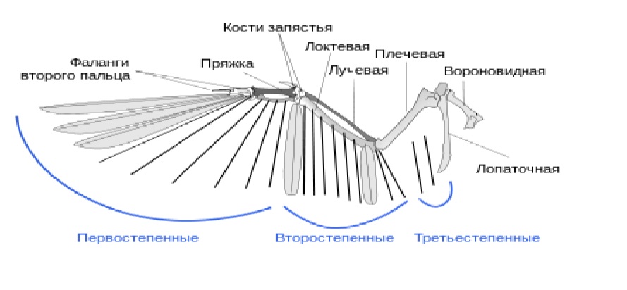 О движении